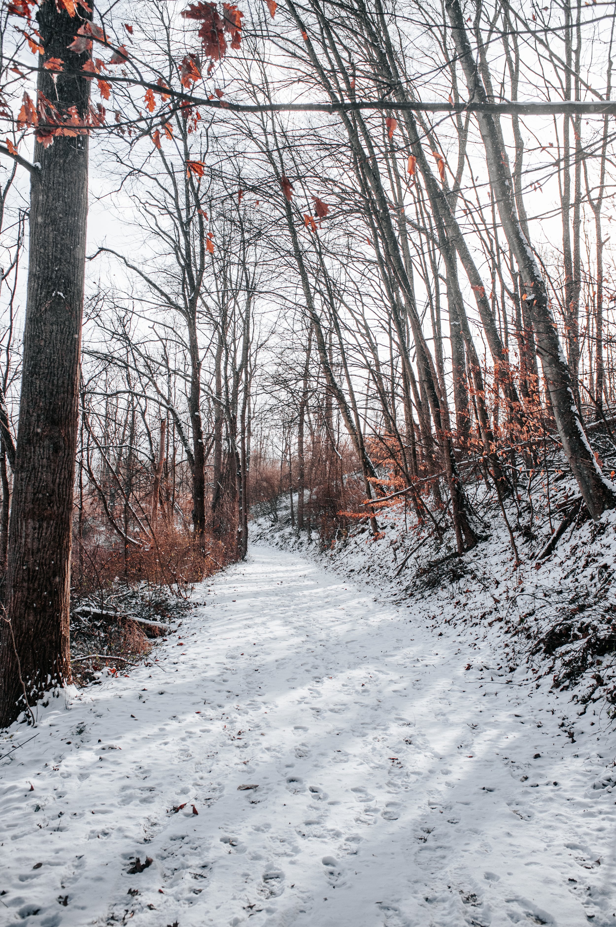 Snow-covered trail through a winter forest with tall, leafless trees and some orange leaves still attached.