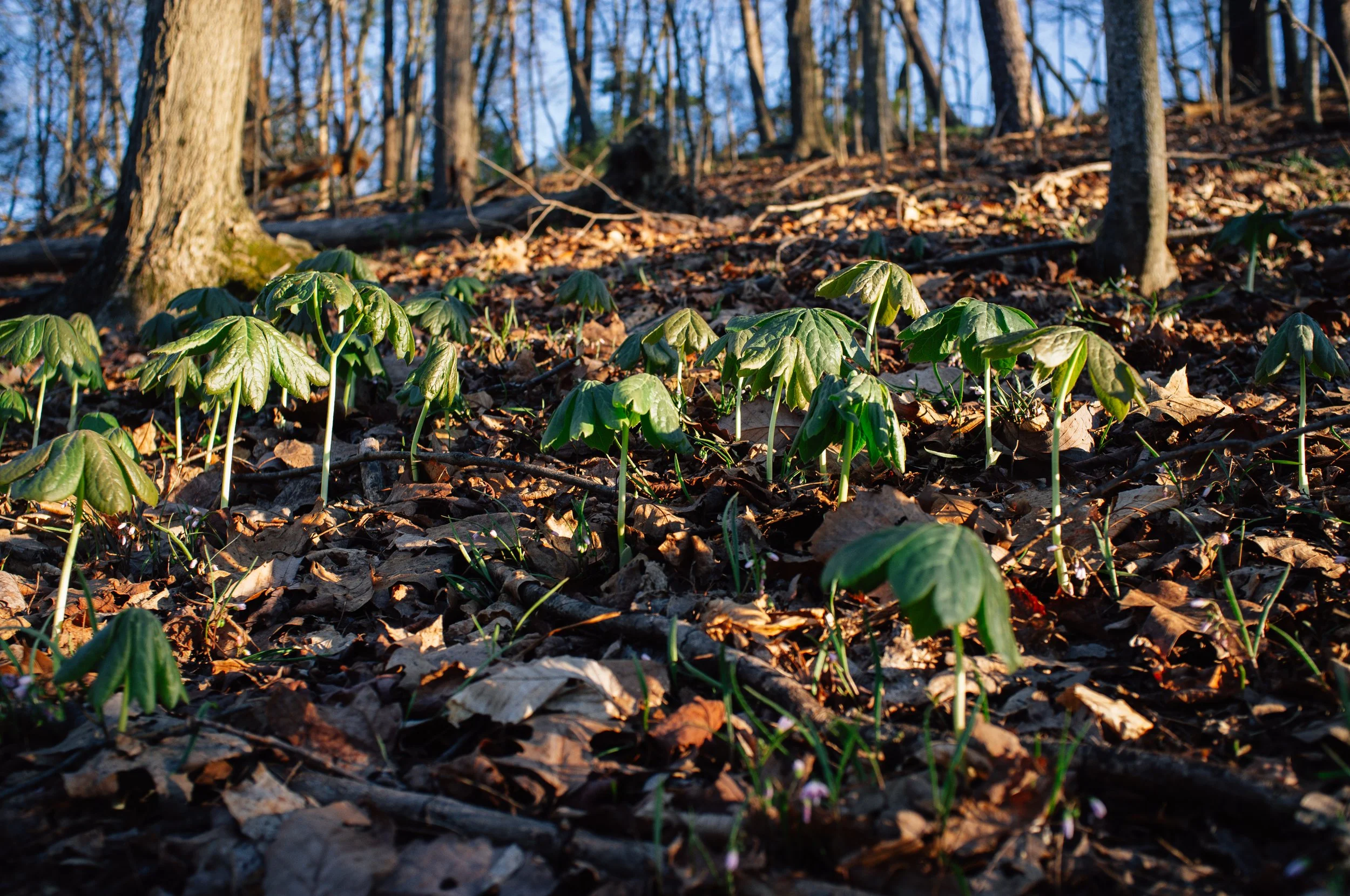 Young green plants growing among fallen leaves in a forest during daylight.
