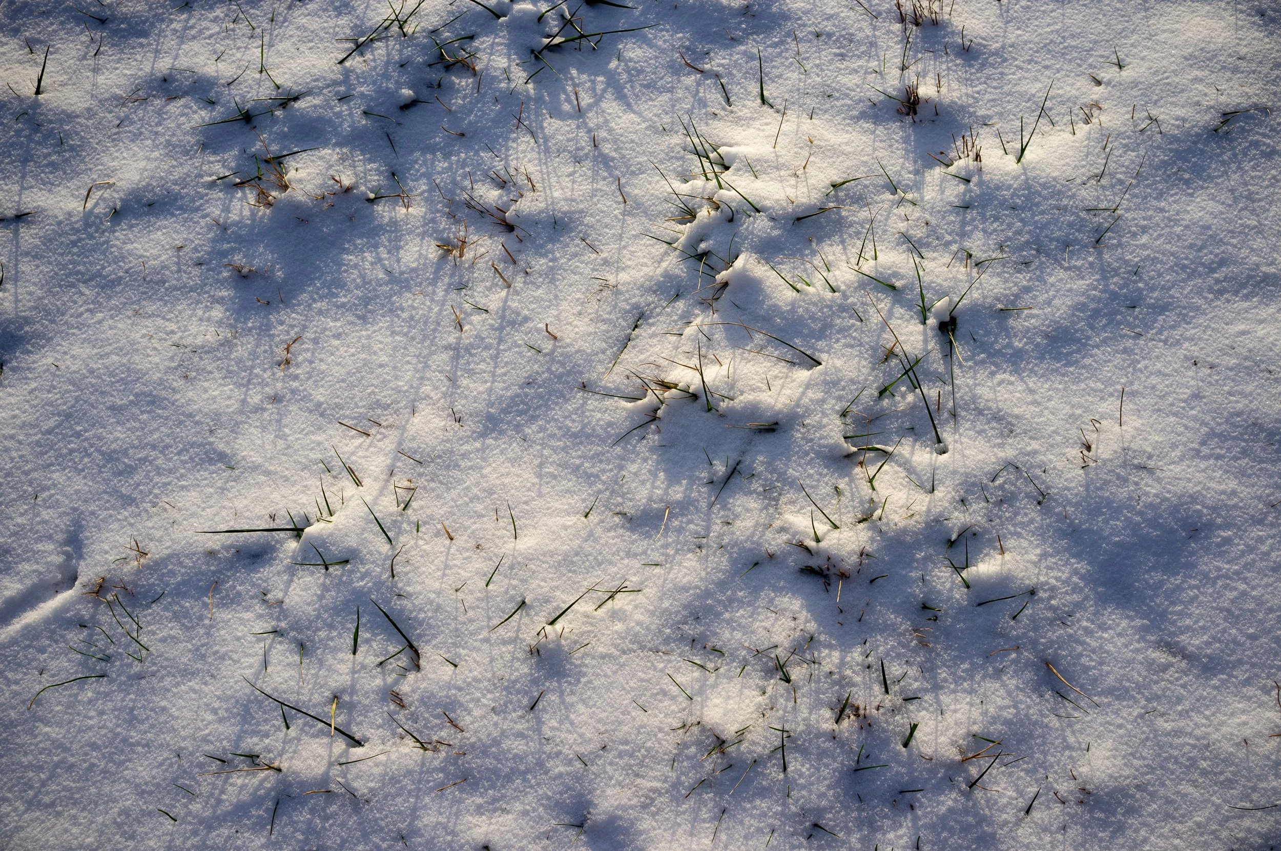 Snow-covered ground with sparse patches of grass and small animal tracks