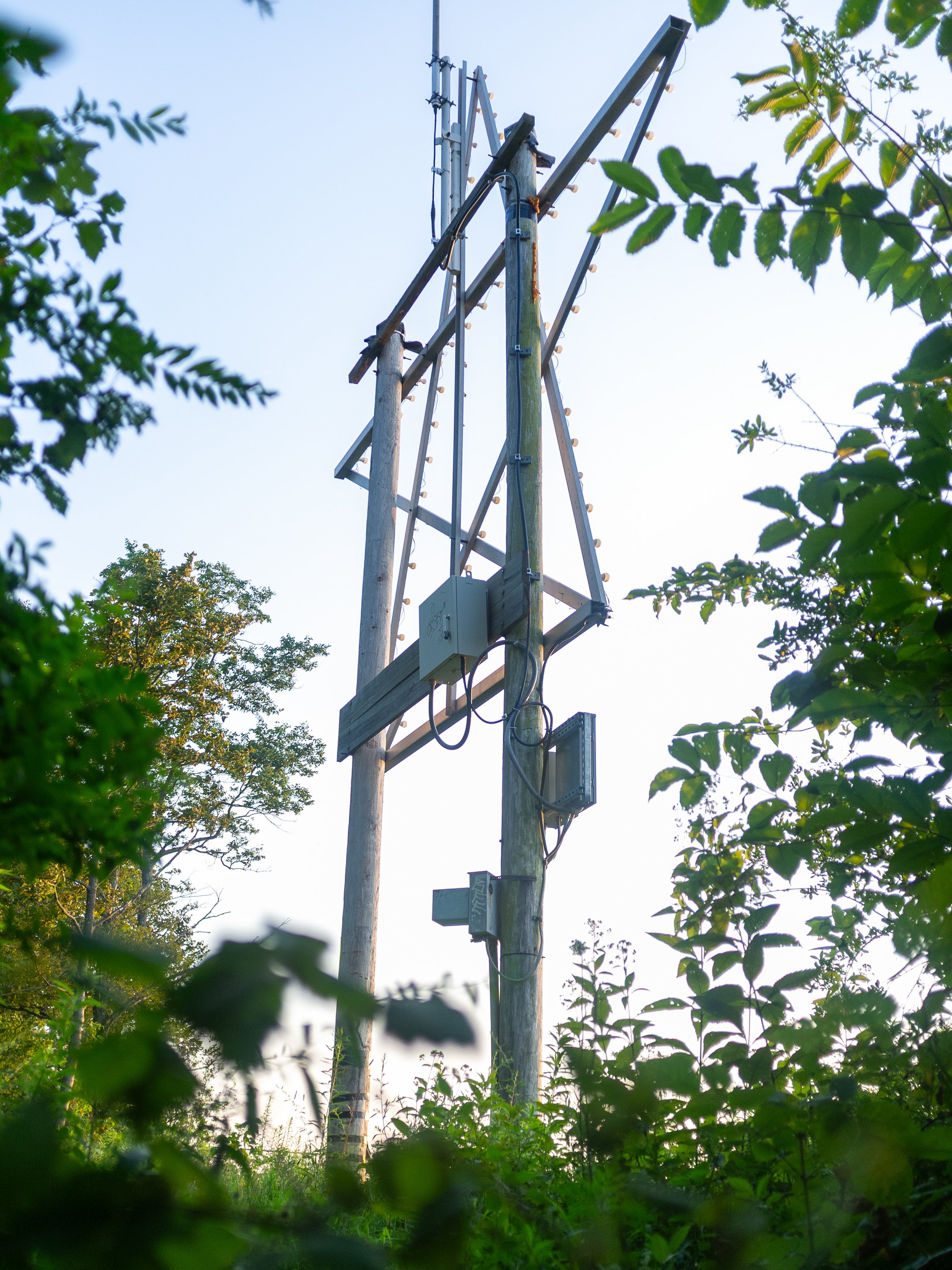 An electrical utility pole with wires and equipment, surrounded by green foliage, under a clear sky.
