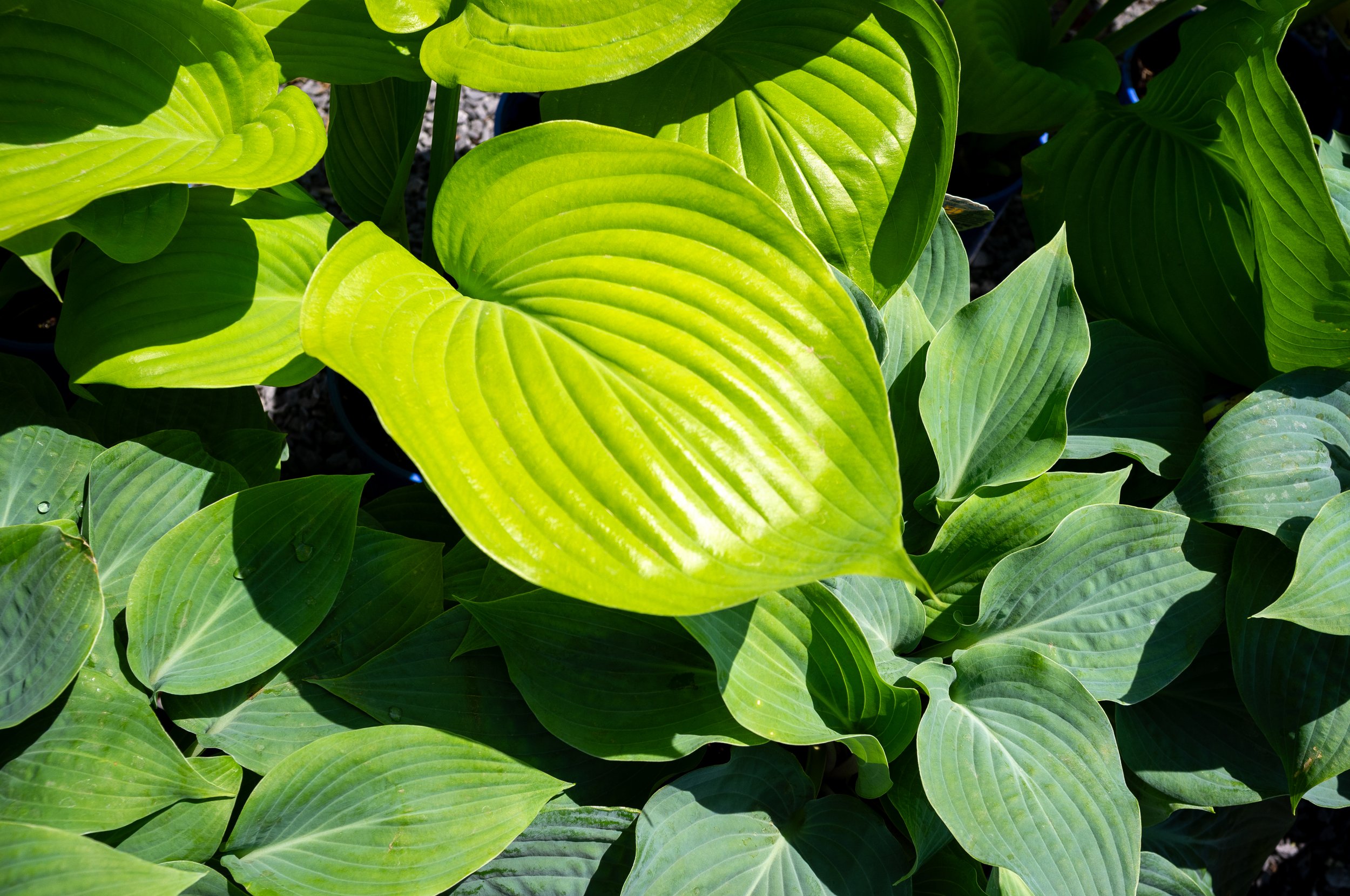 DSCF6259.jpg