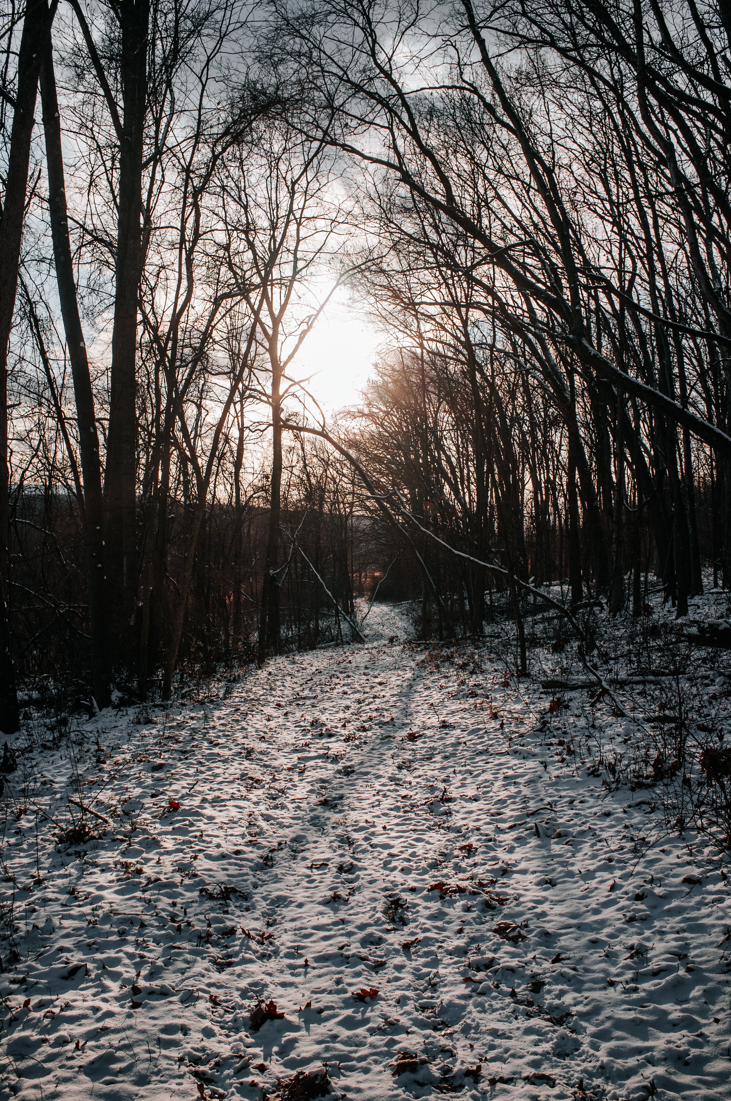Snow-covered trail through a leafless forest during sunset, with sunlight filtering through the trees.