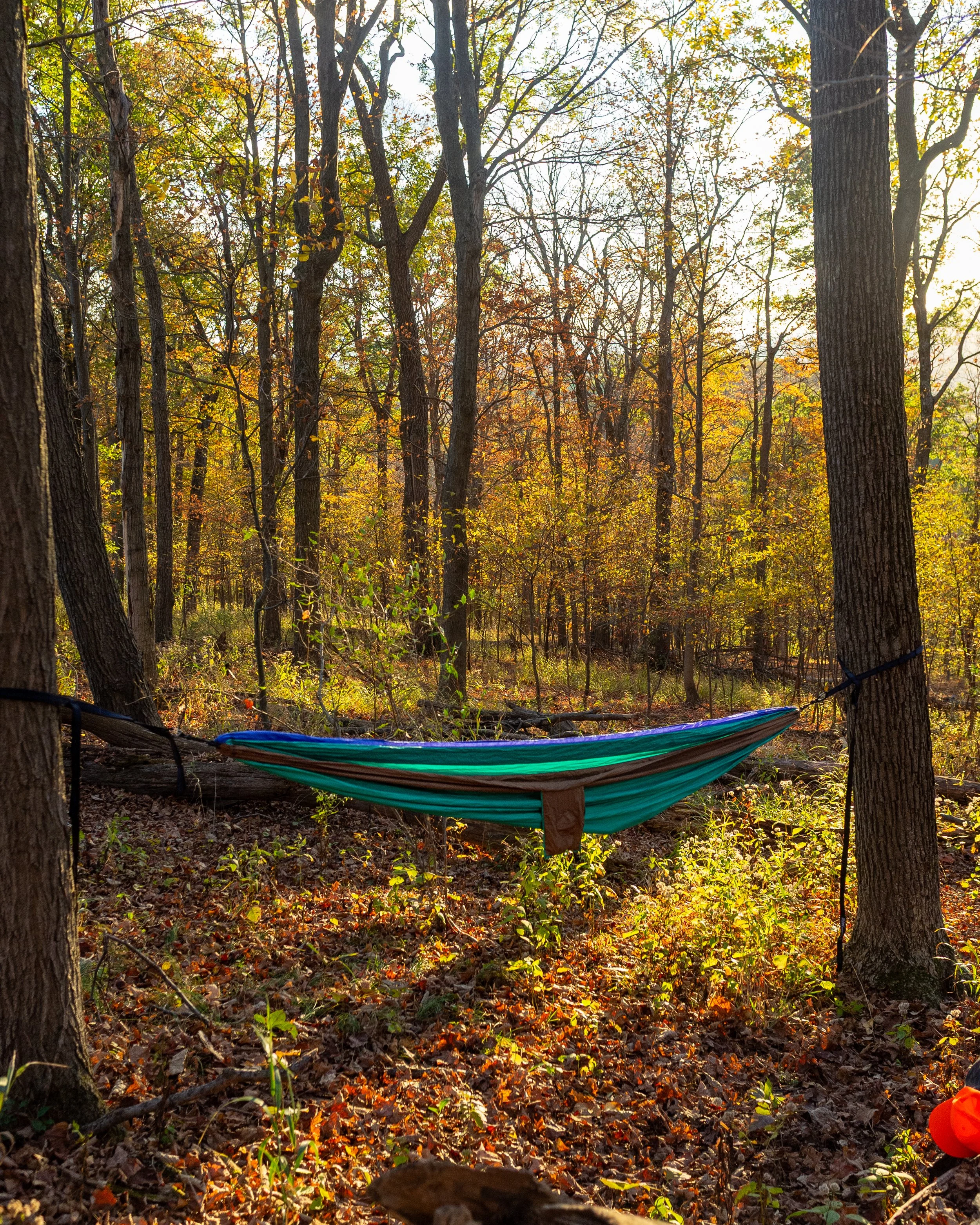 A hammock tied between two trees in a forest with fallen leaves and sunlight filtering through the autumn-colored trees.