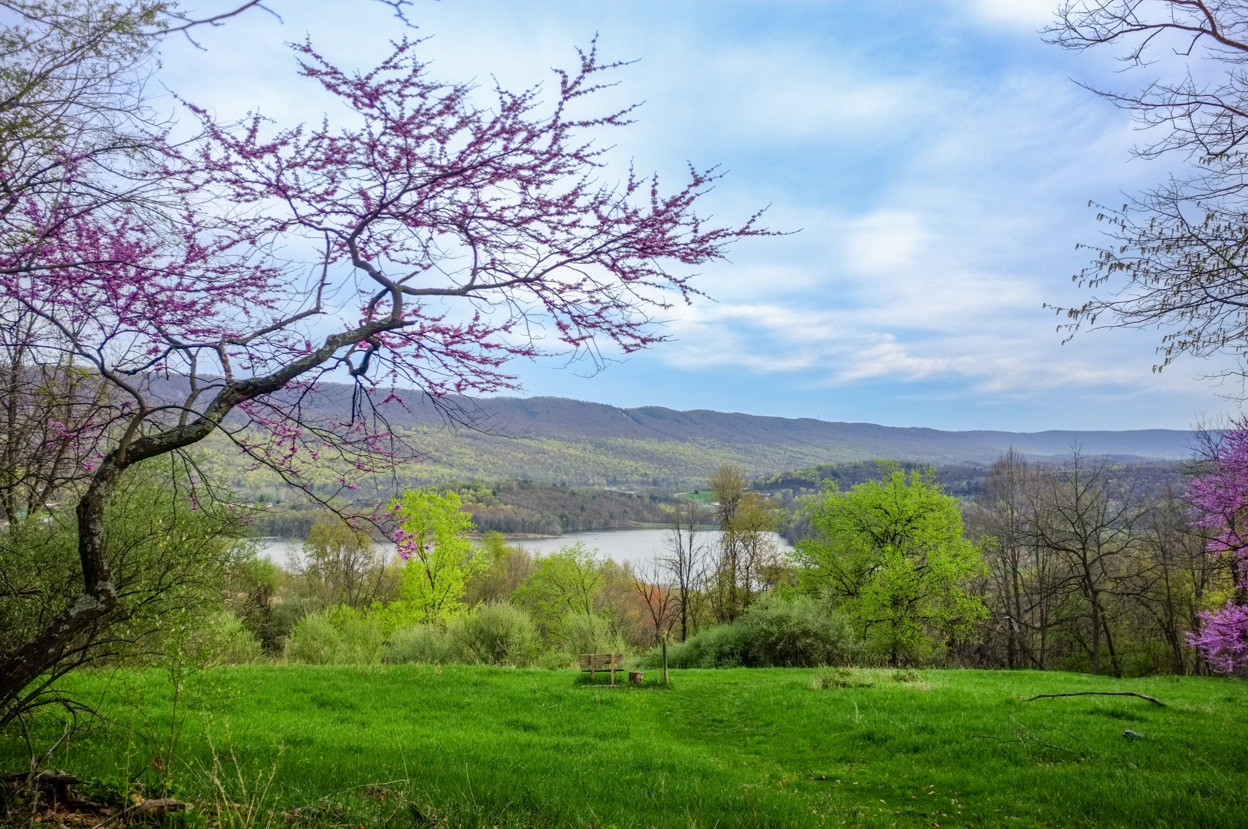 A scenic landscape with a green grassy field in the foreground, trees with pink, purple, and green leaves, a large lake in the middle ground, and rolling hills or mountains in the background under a partly cloudy blue sky.
