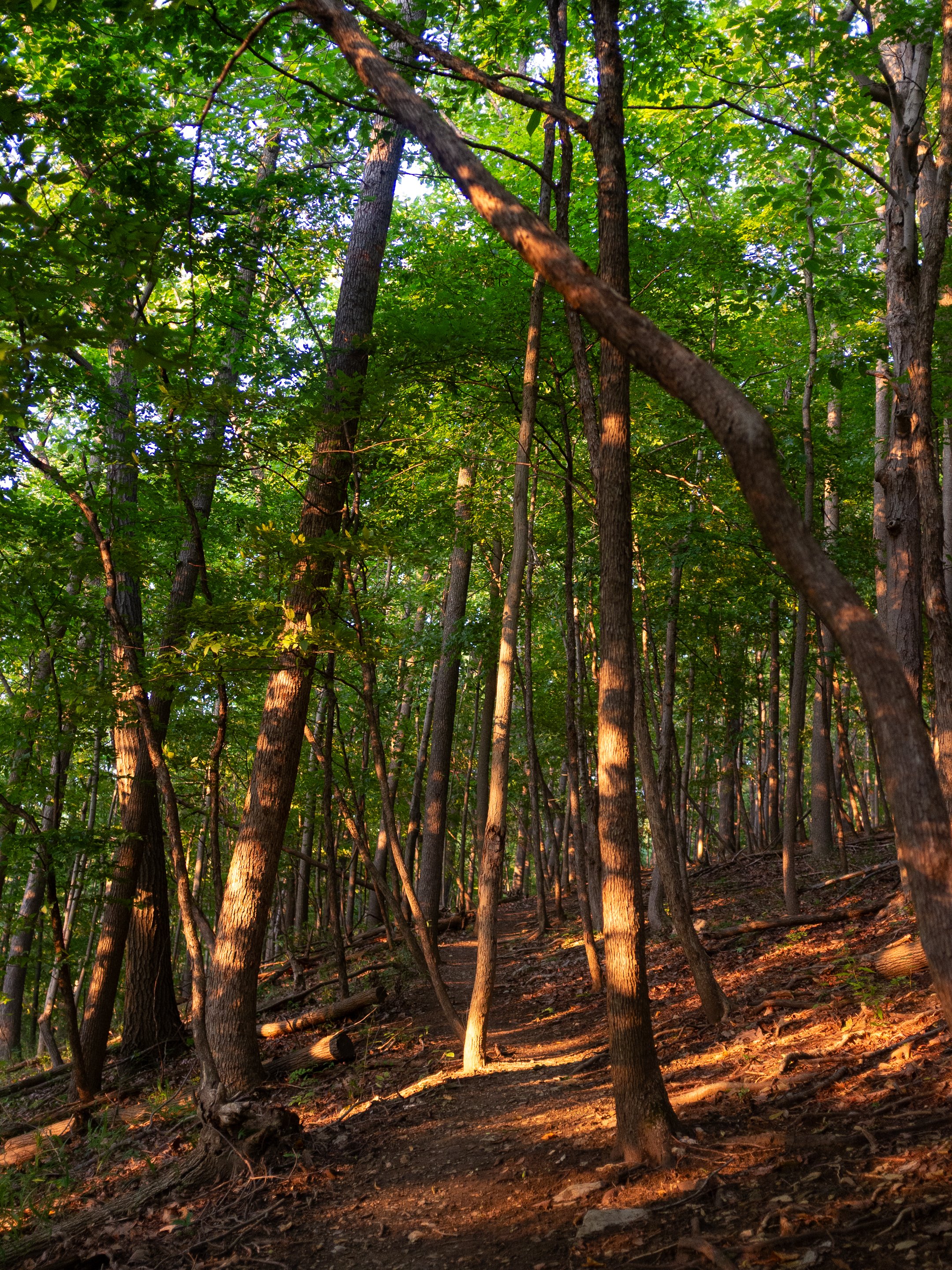 A trail winding through a dense green forest with sunlight filtering through the leaves.