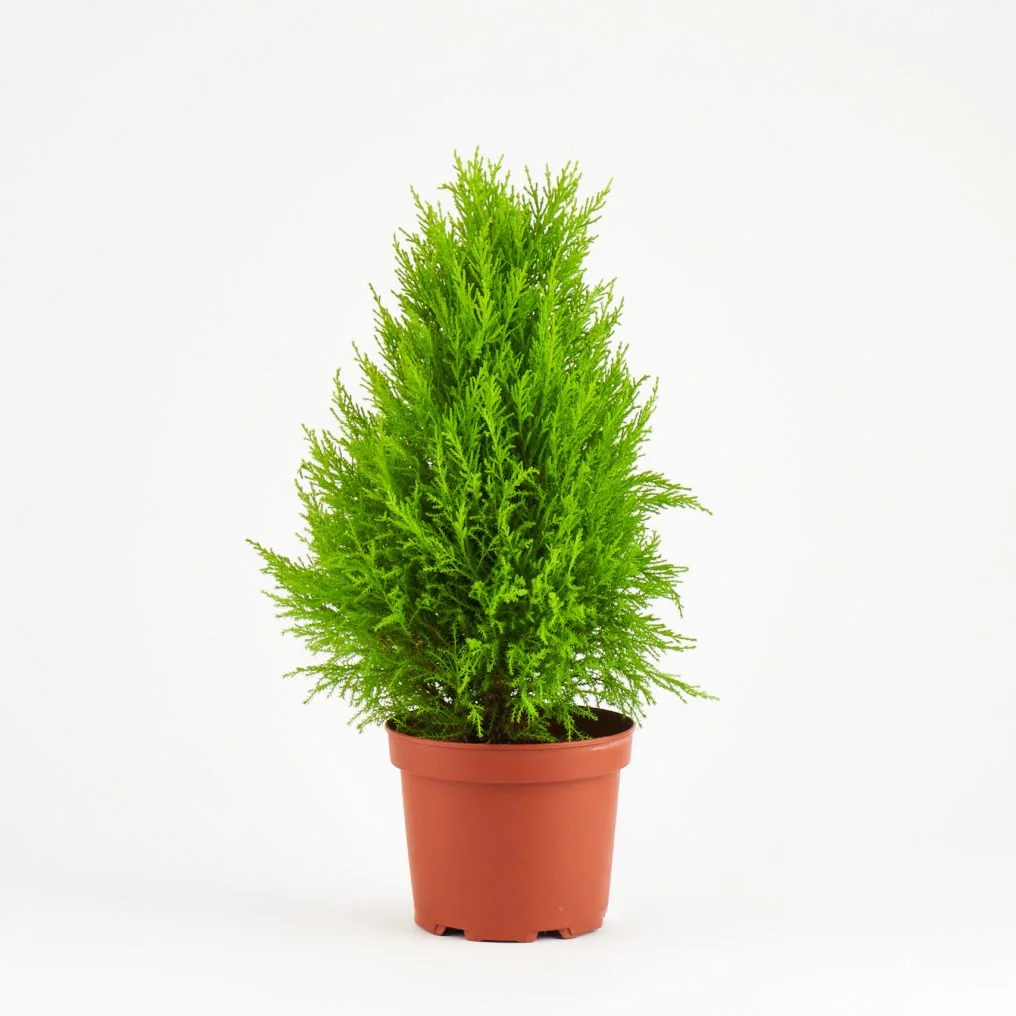 carhartt canvas planter set Carhartt WIP Canvas Planter Set I032014.HZ.XX main image 1