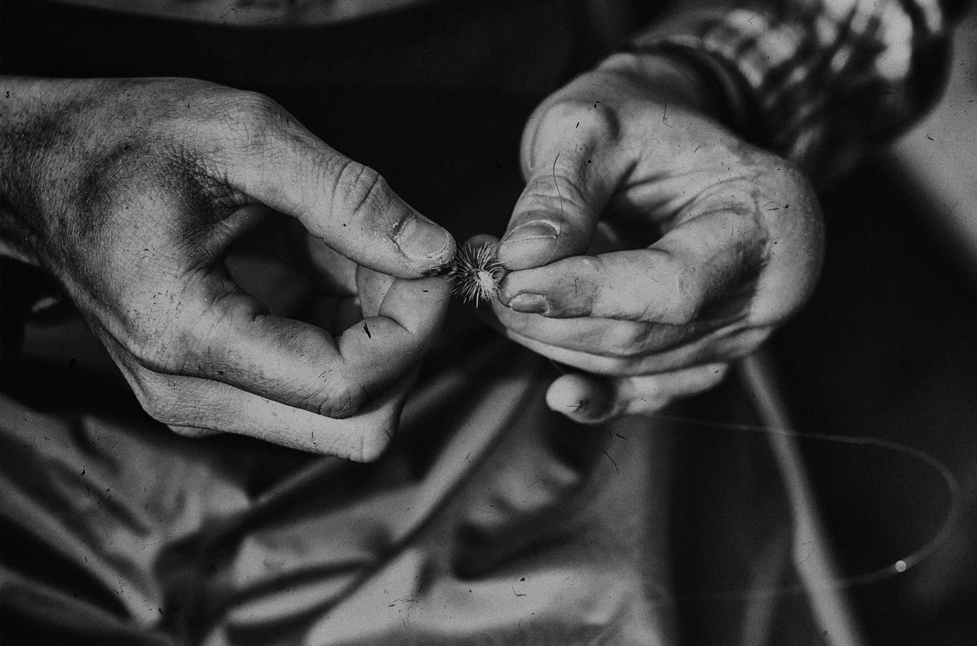 Close-up of two hands gently holding a small seedling with tiny leaves.