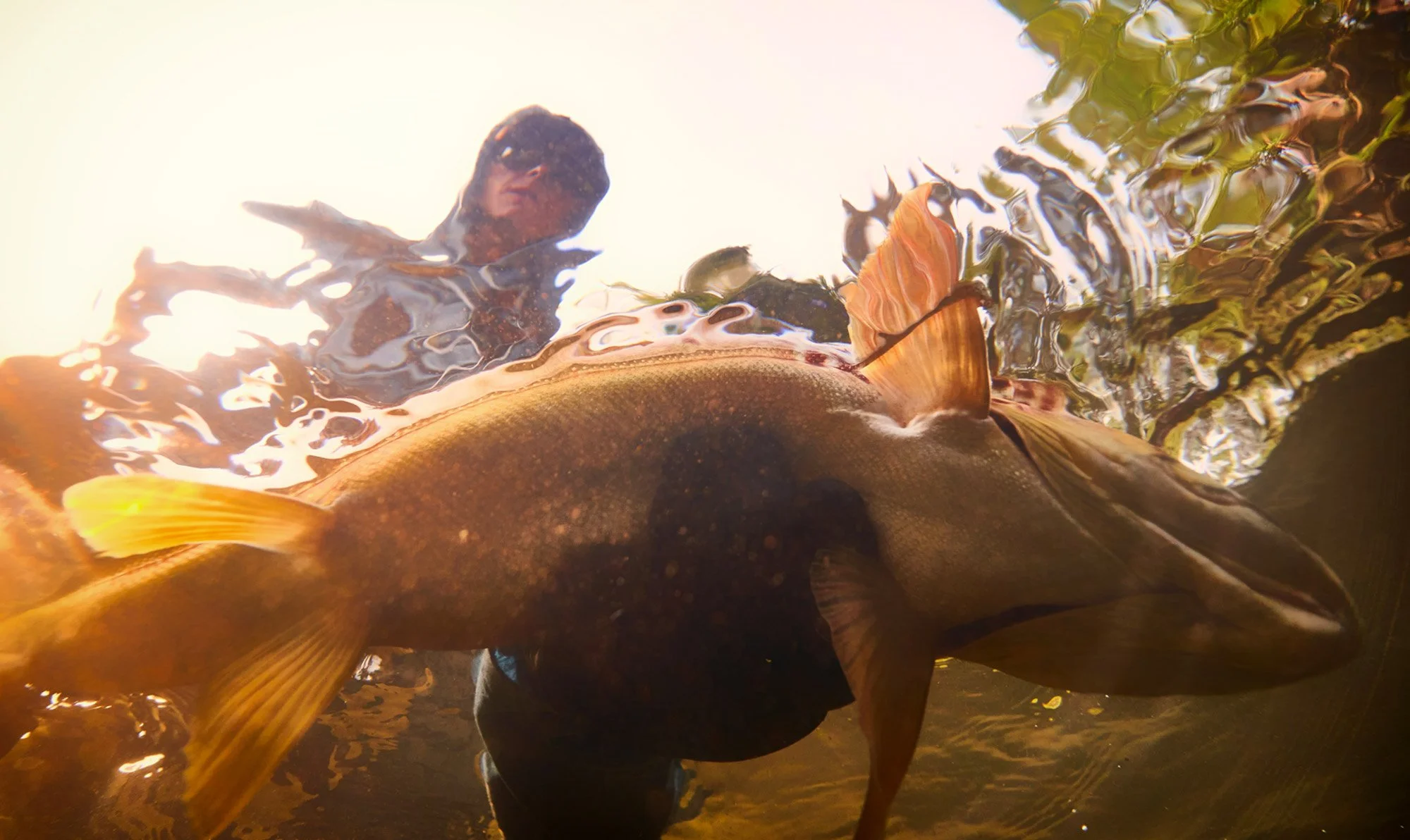 A person in sunglasses stands in water holding a fish, viewed from below with sunlight reflecting on the water surface.
