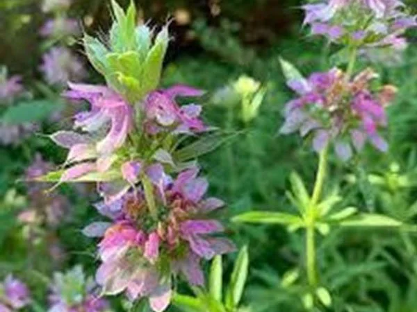 p21-beebalm.jpg