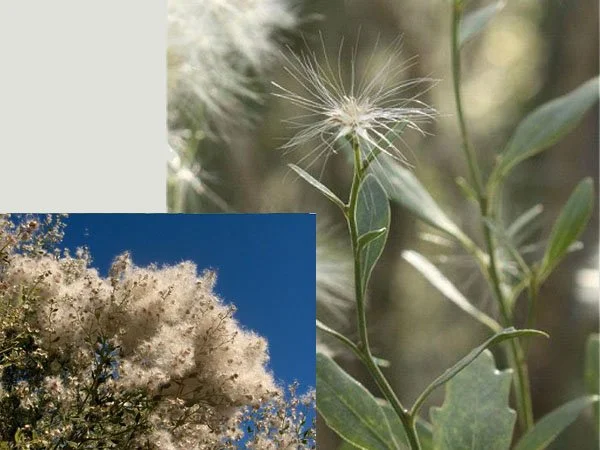 pg33-salt-bush.jpg
