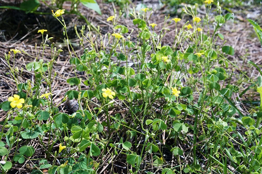wood sorrel-native.jpg