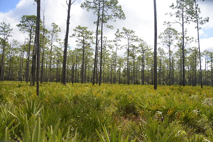 Okefenokee mining impacts don’t respect borders.