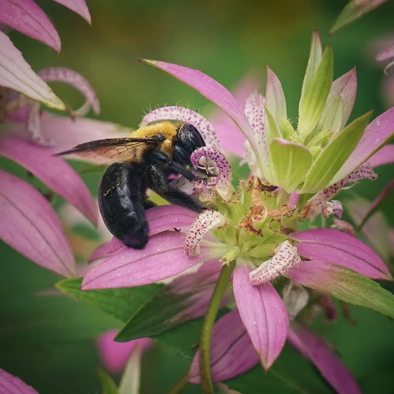 Beebalm, dotted horsemint