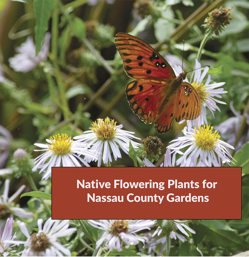 Wildfllowers Cover_96dpi.png