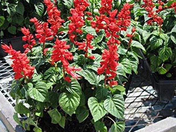 p18-scarlet-sage.jpg