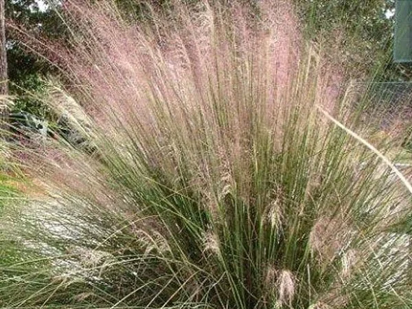 p20-muhly-grass.jpg