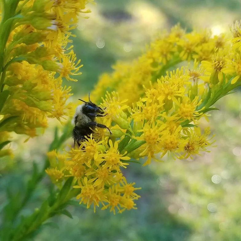 Goldenrod