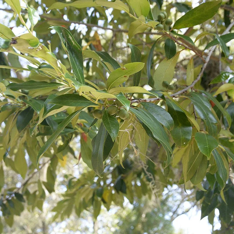 Cherry Laurel