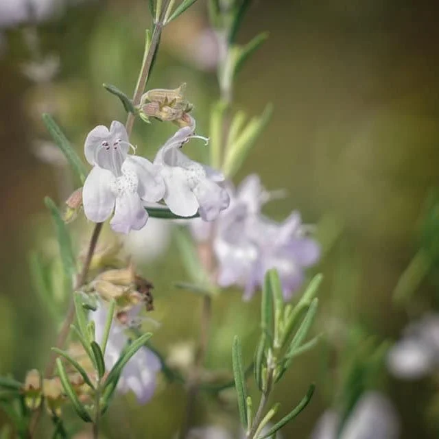 False Rosemary, Scrubmint