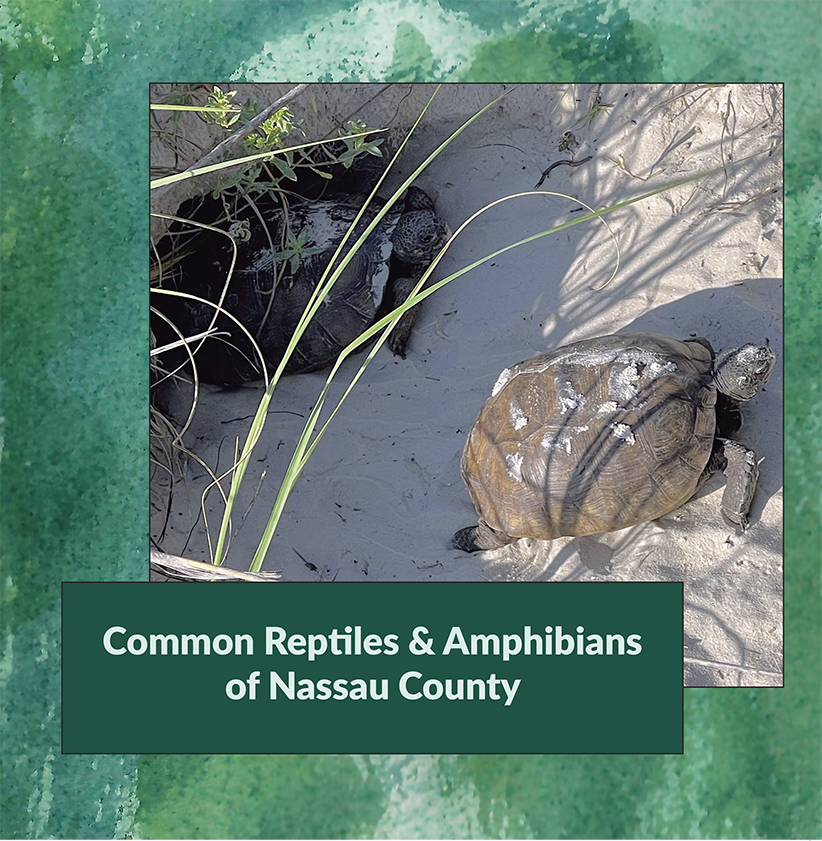 Common Reptiles & Amphibians of Nassau County (pdf download)