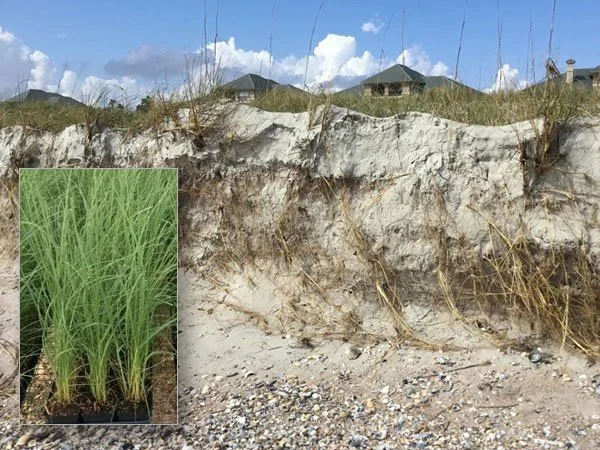 pg3-sea-oats.jpg