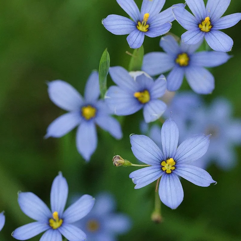Blue-eyed Grass
