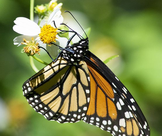 Visit the Nassau Conservation Network