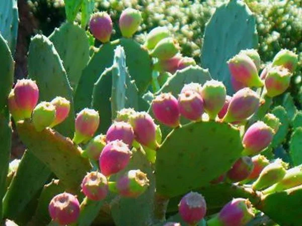 p17-prickly-pear-cactus.jpg
