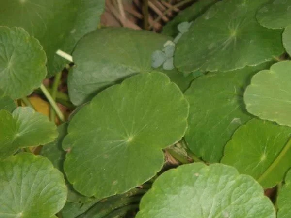 pg11-largeleaf-pennywort.jpg