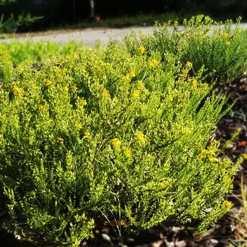 St. Johns Wort