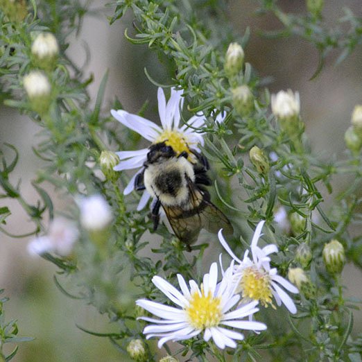 Bumblebee on Wood Aster