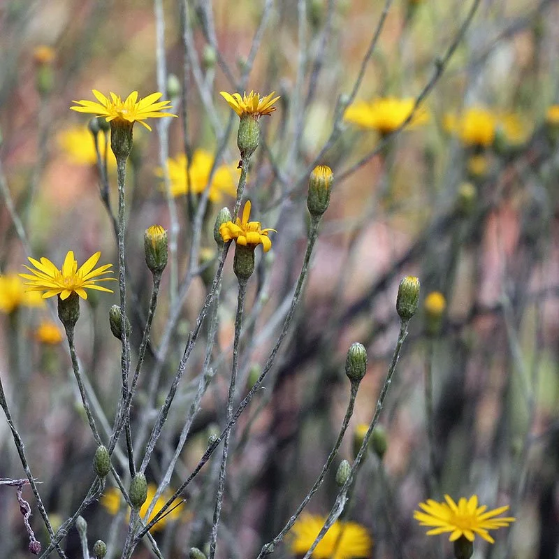 Narrowleaf Silkgrass