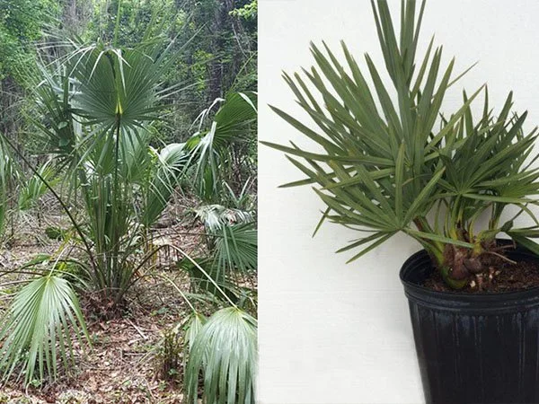 pg32-saw-palmetto.jpg