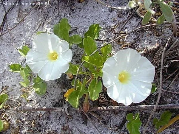 pg7-beach-morning-glory.jpg
