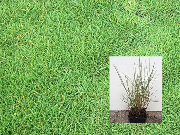 pg10-seashore-paspalum.jpg