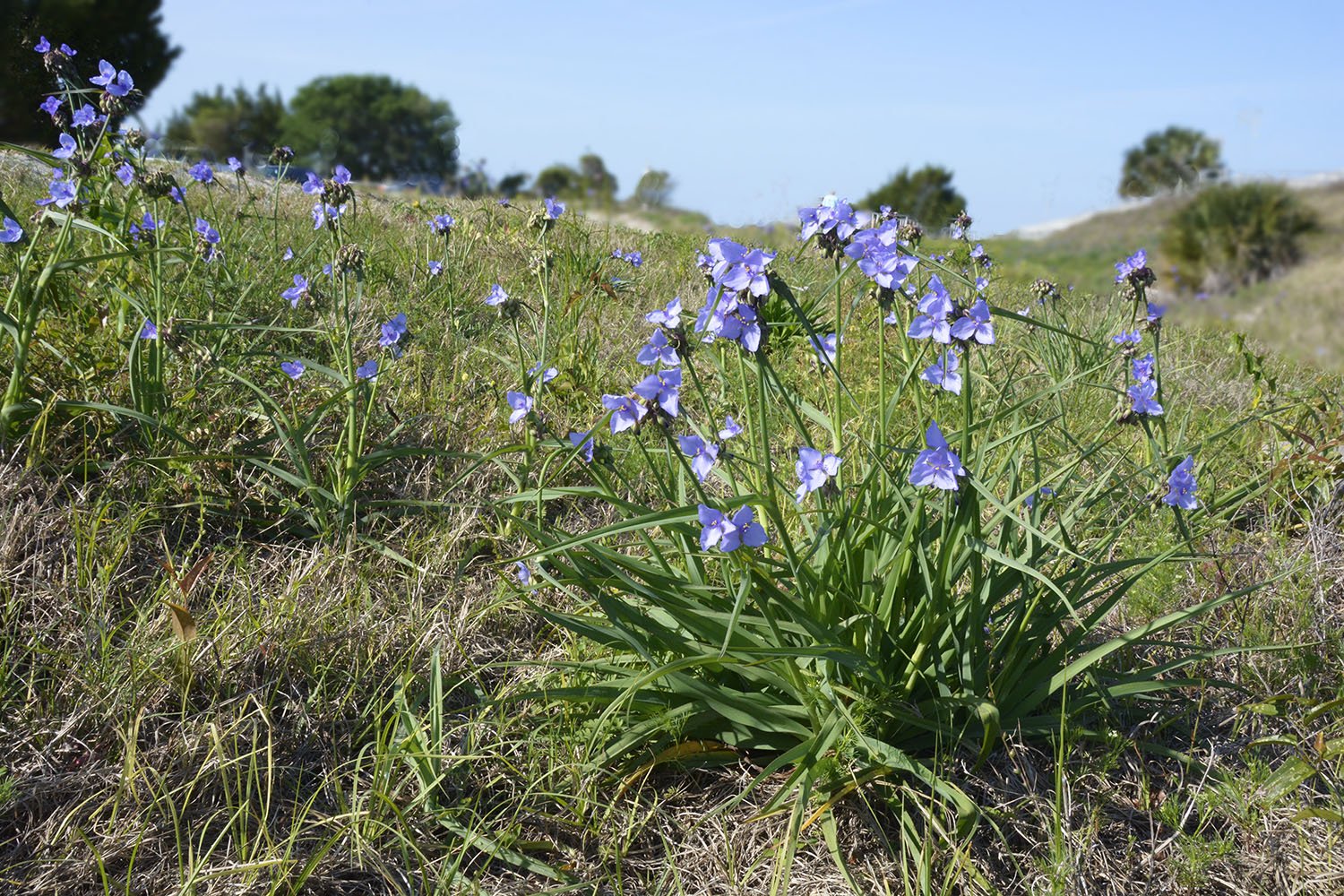 Spiderwort_LGP6954_1500w.jpg