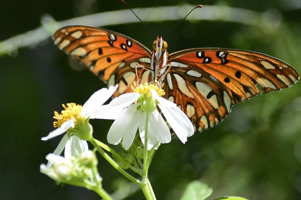 Bidens-with-butterfly.jpg