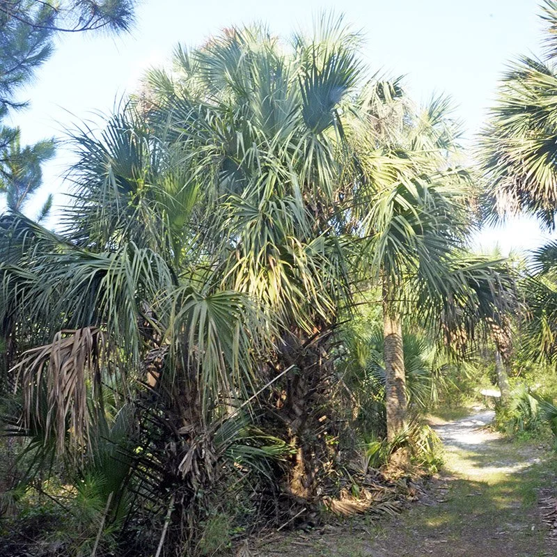 Sabal Palm