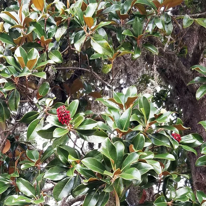 Southern Magnolia