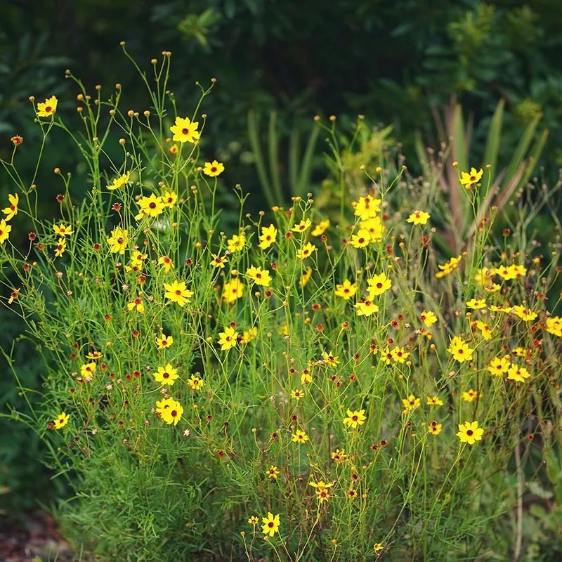 Coreopsis sp