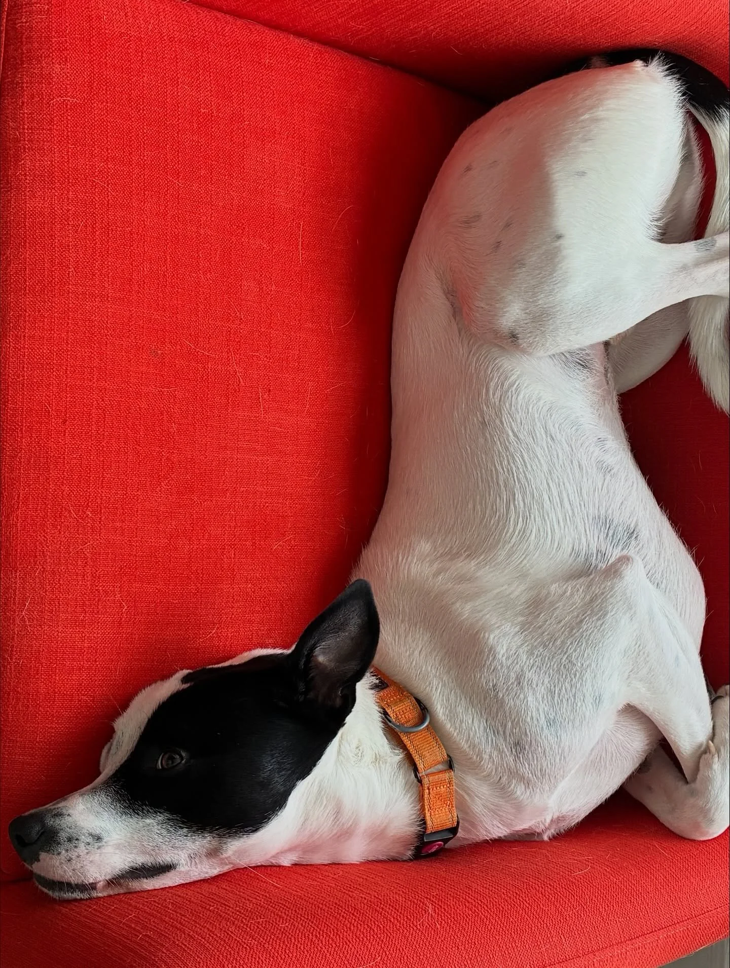 Two years with Charlie! 🐶 Fun fact - before I even had a dog in mind I already wanted to name him Charlie, based on a character from the movie Hereditary (spoiler alert - this character is possessed by a demon king - which is unfortunate foreshadowi