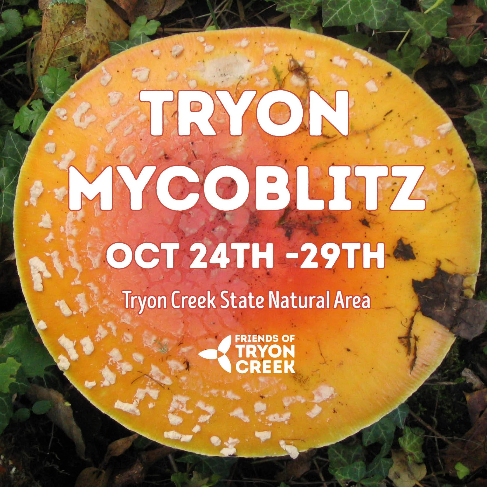 MycoBlitz