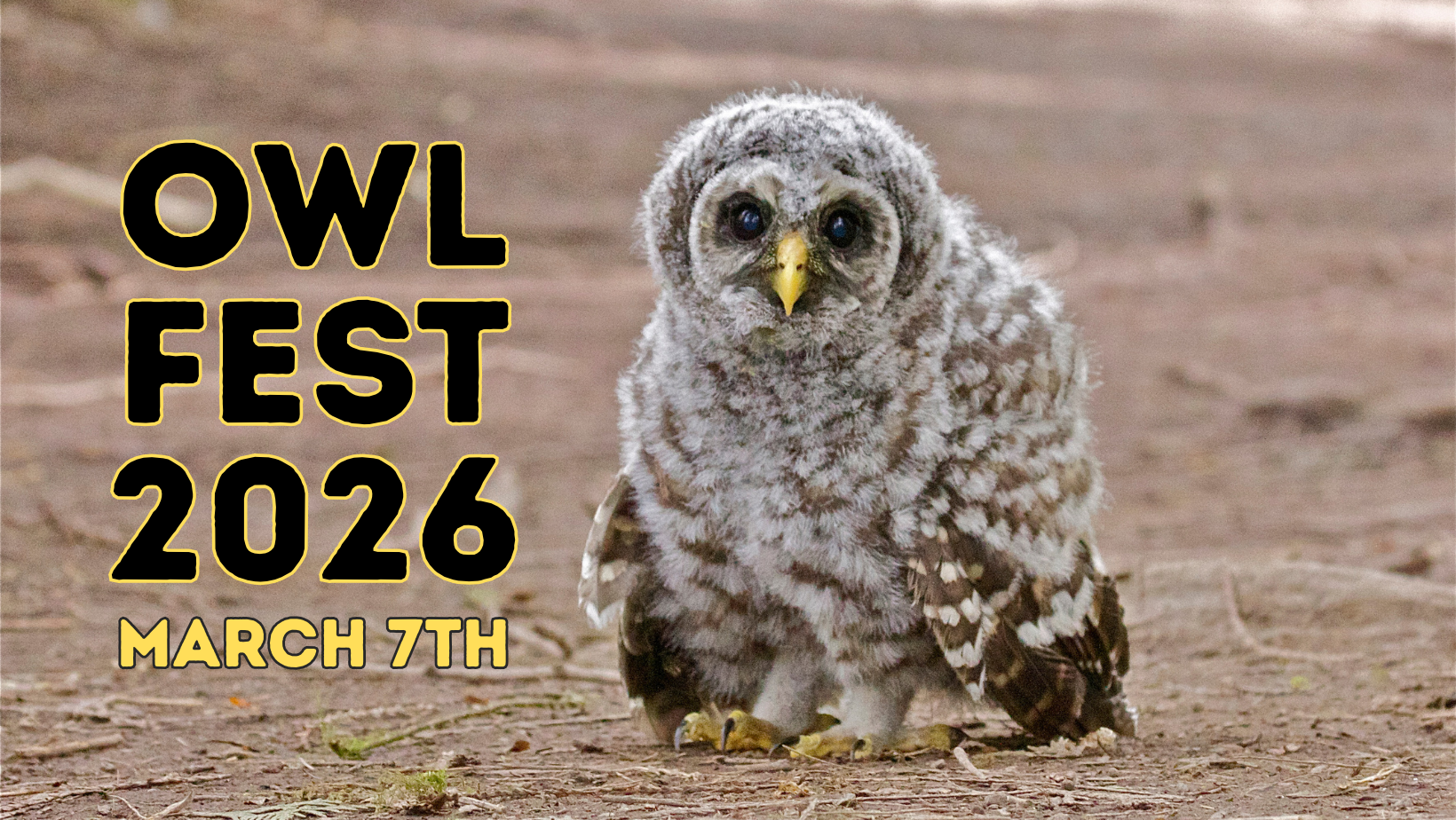 Owl Fest