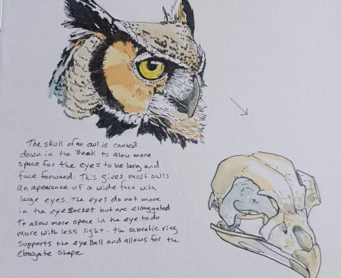 Nature Journaling - Owls