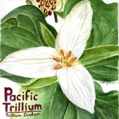 Nature Journaling - Trillium