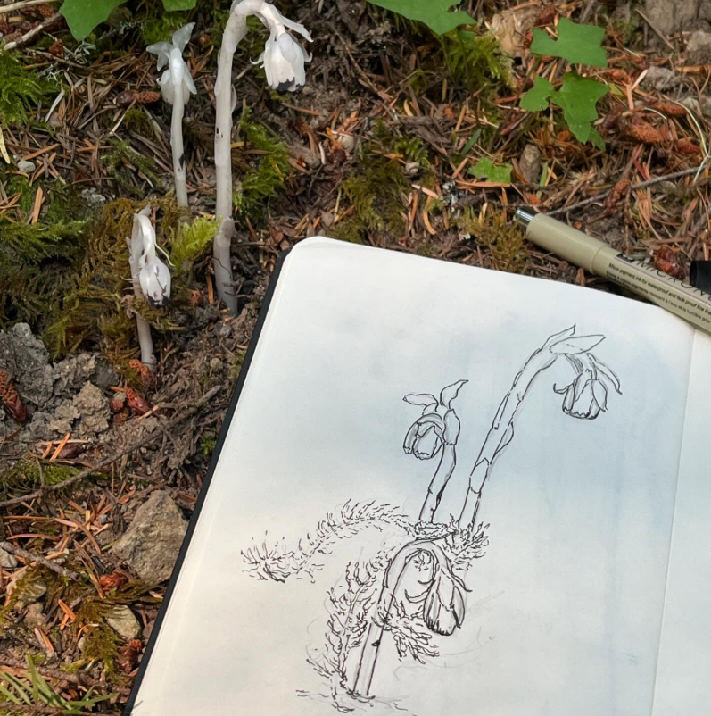 Nature Journaling - Mini Landscapes