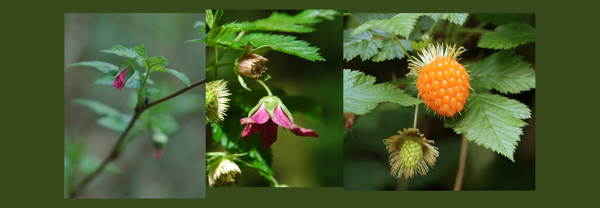 Phenology Walk Training