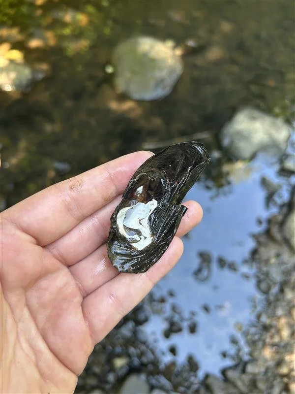 Freshwater Mussel Monitoring Training