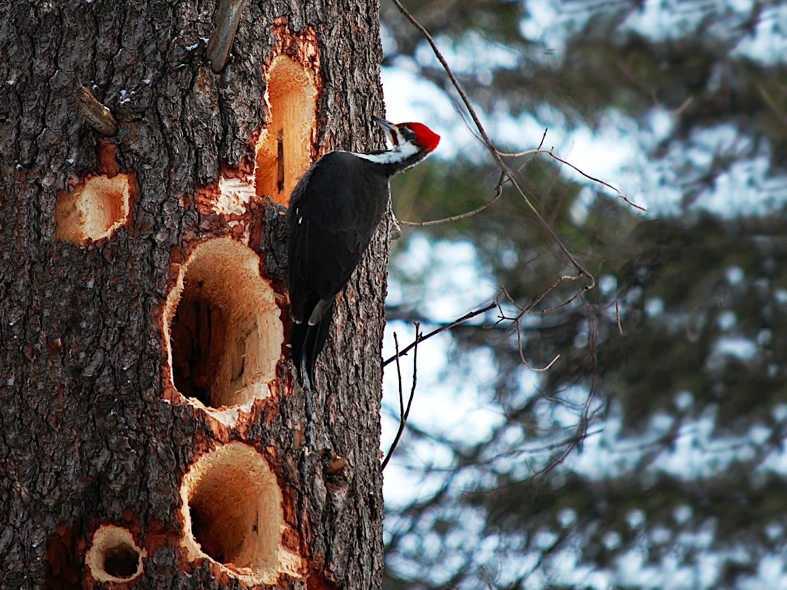 Guided Hike: Woodpeckers 