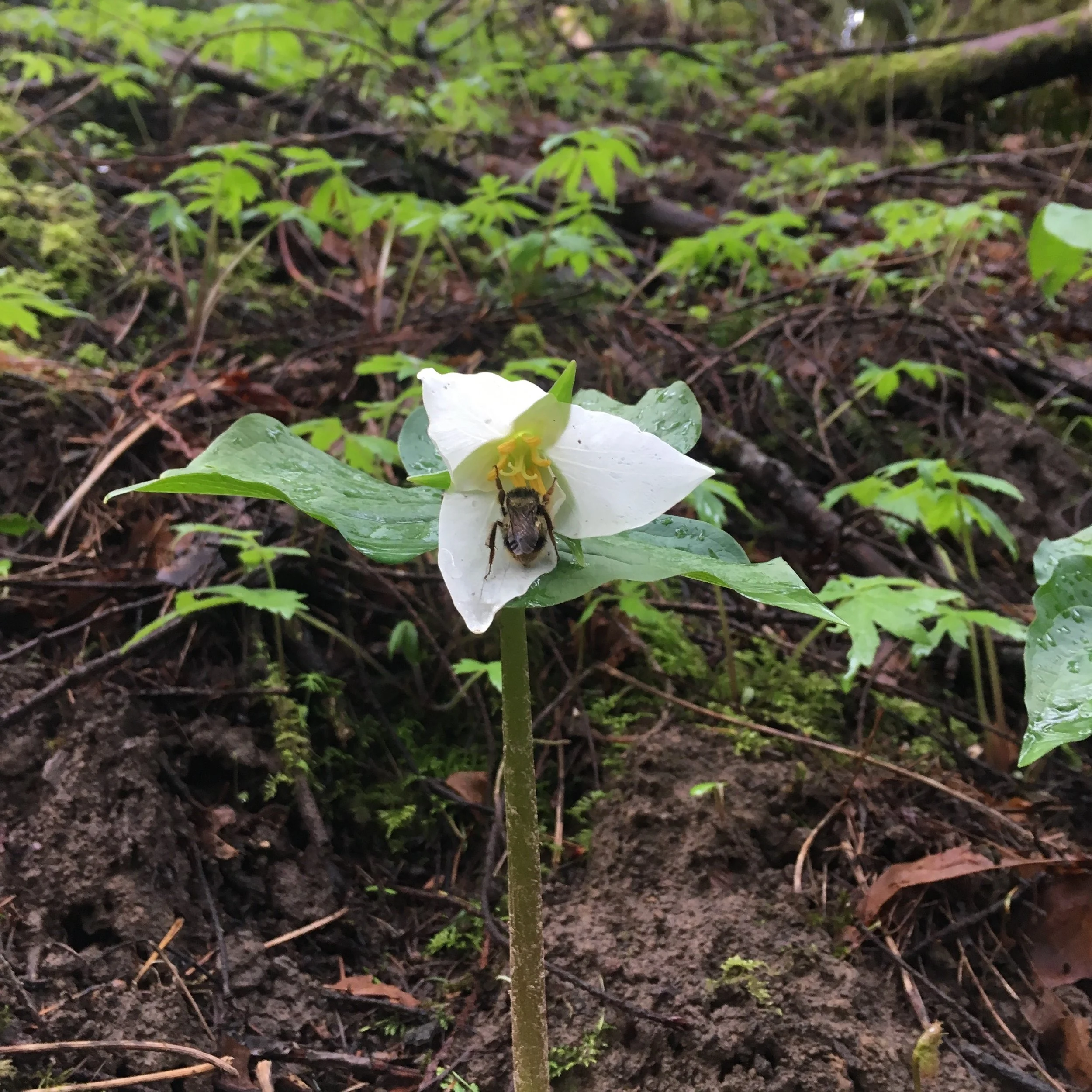 Guided Hike: Pollinators